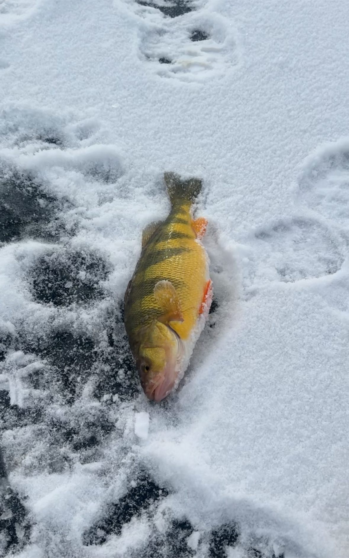 Giant Yellow Perch Caught Ice Fishing on Lake Cascade in Cascade Idaho in 2026